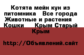 Котята мейн-кун из питомника - Все города Животные и растения » Кошки   . Крым,Старый Крым